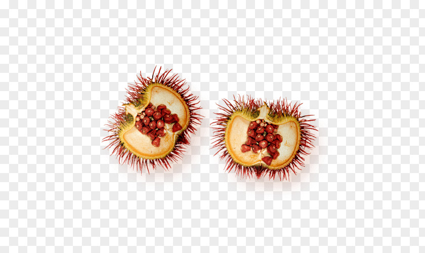 National Microbiology Laboratory Foundation Non-profit Organisation Tax Exemption Rambutan PNG