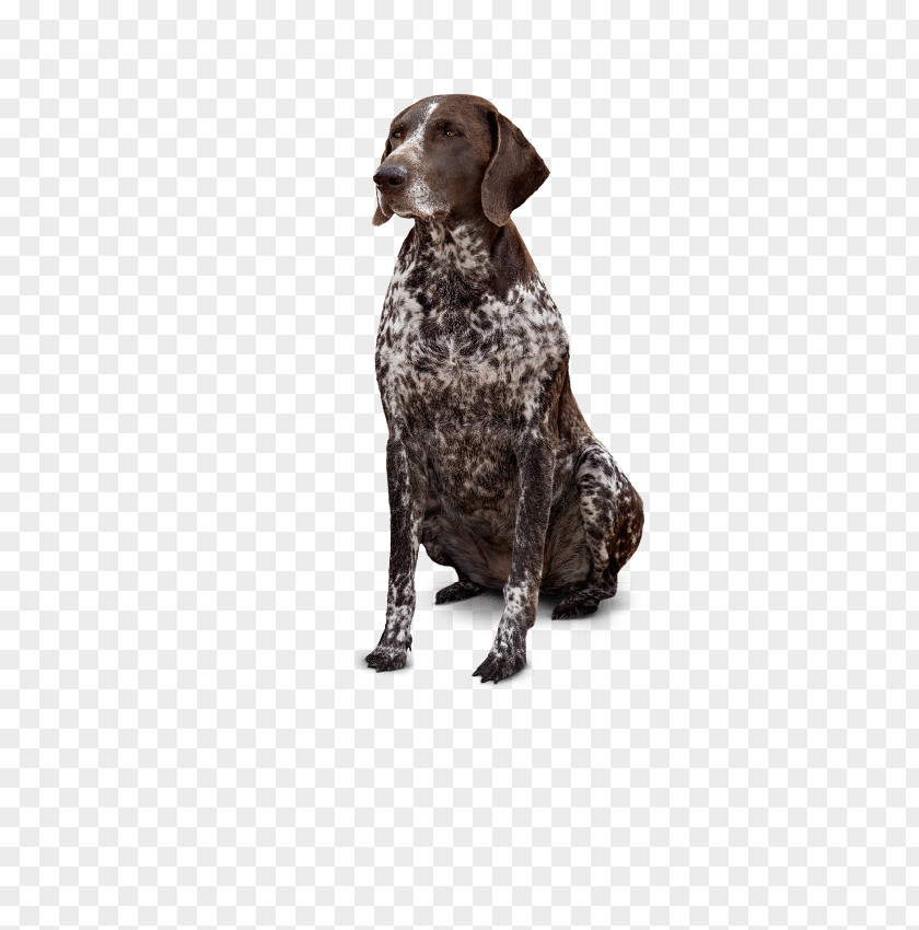 Service Dog German Shorthaired Pointer Old Danish Hunting Breed PNG