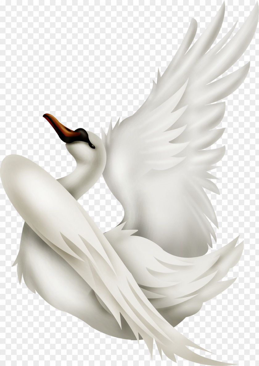 Swan Cygnini Duck Dog Animal PNG