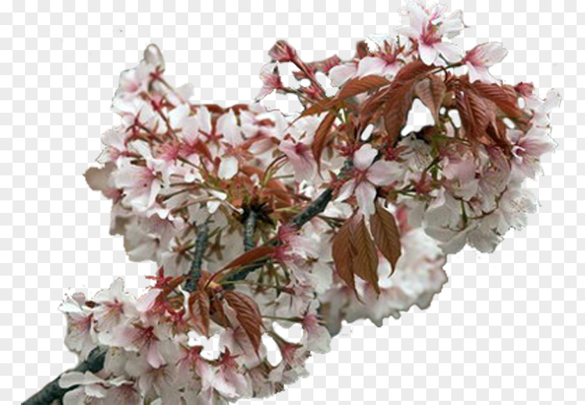 Cherry Tree Blossom Flower ST.AU.150 MIN.V.UNC.NR AD Cherries PNG