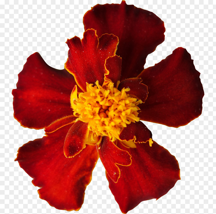 Flower Petal Royalty-free Marigold PNG
