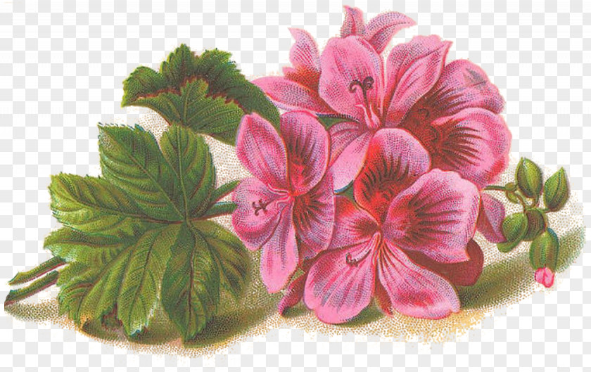 Lilac HD Sweet Scented Geranium Best Geraniums Viscosissimum Clip Art PNG