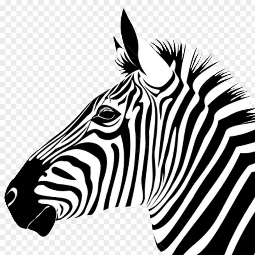 T-shirt Zebra Zazzle Printing PNG