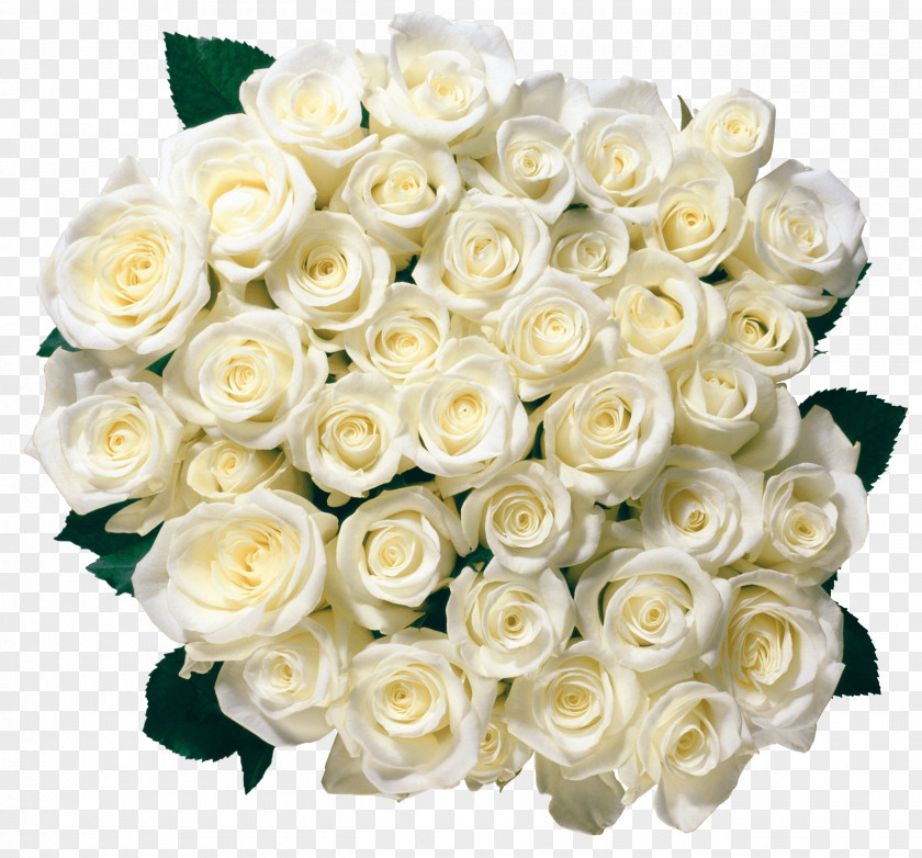 White Rose Image Flower Picture PNG