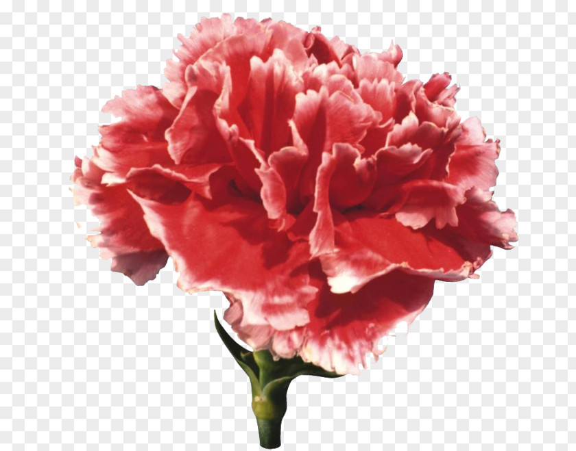 Flower Carnation Clip Art PNG