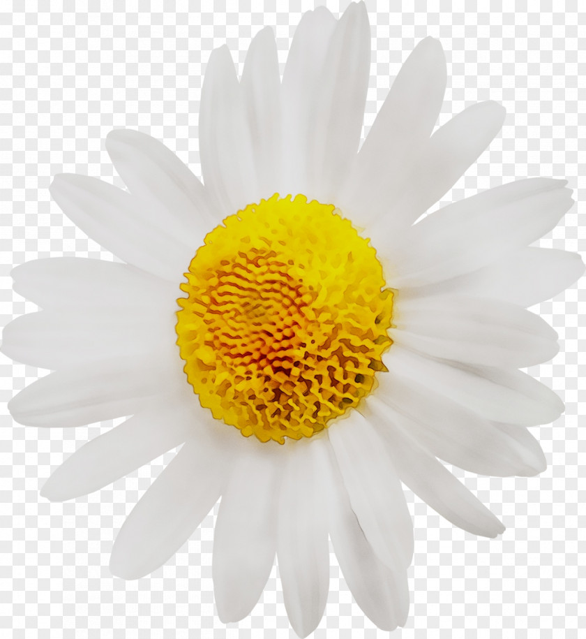 Oxeye Daisy Common Flower Marguerite Stock Photography PNG