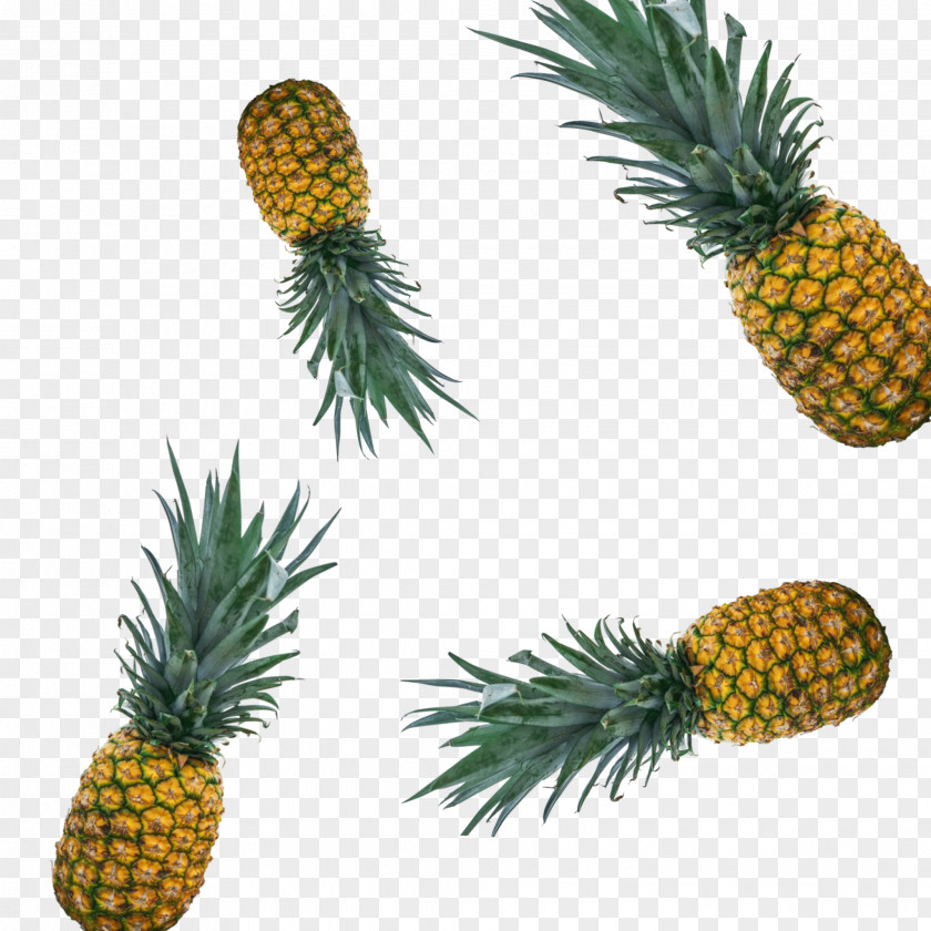 Pineapple Watercolor Bromeliads Food Fruit PNG