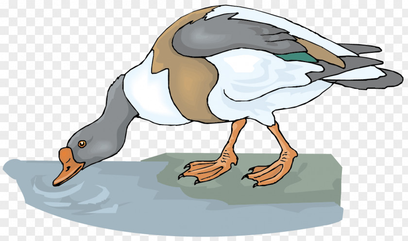Vector Water Duck Material Goose Drinking Clip Art PNG
