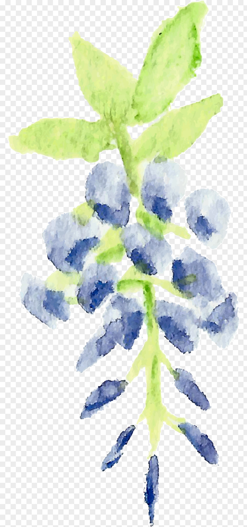 Wisteria Blue Lilac Lavender Violet Watercolor Painting PNG