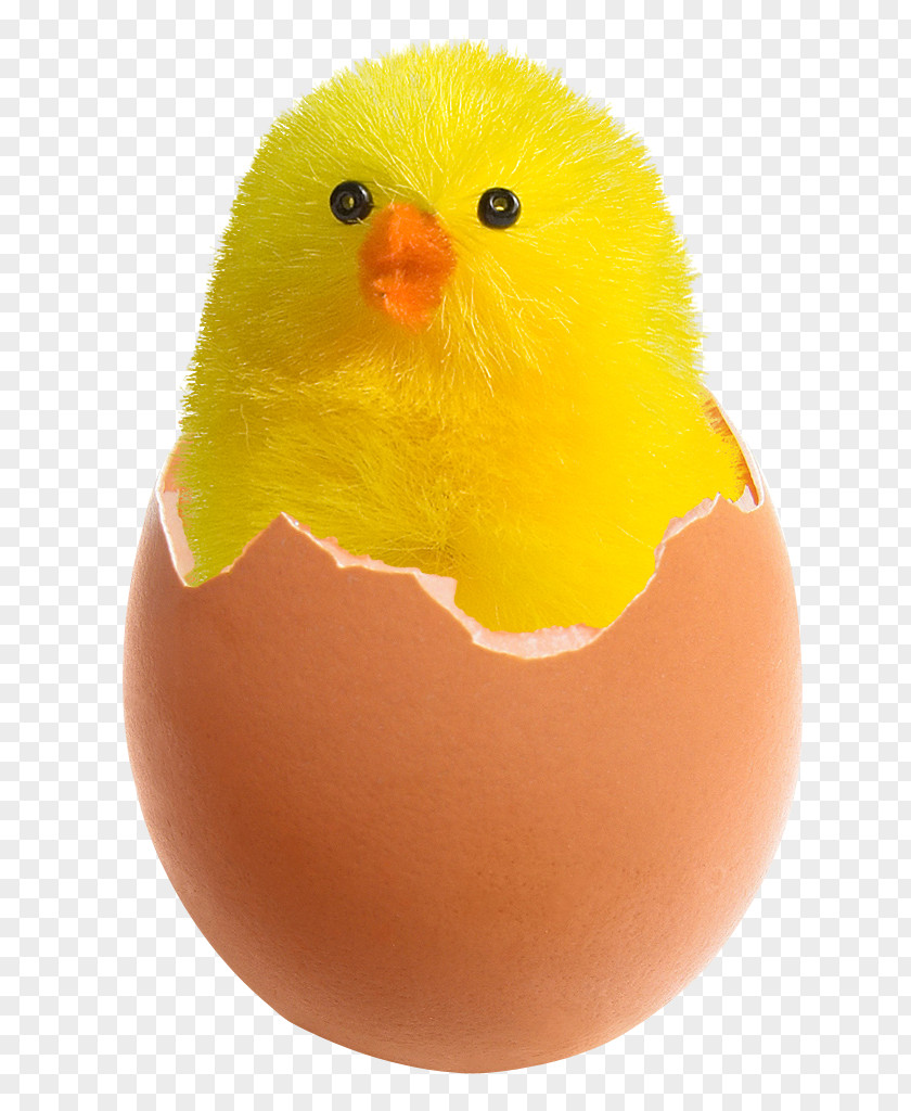 Chicken In Broken Egg Fried PNG