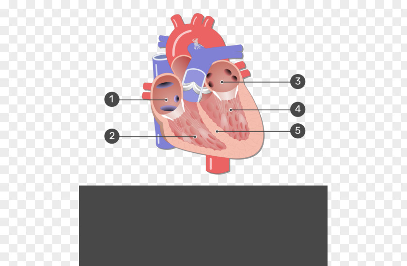 Heart Valve Mitral Aortic Coronary Circulation PNG