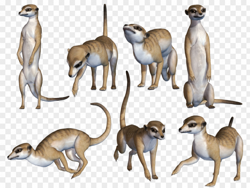 Meerkat Terrestrial Animal Wildlife PNG