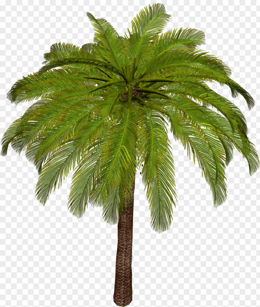 Palm Tree Arecaceae Asian Palmyra Leaf Plant Stem PNG