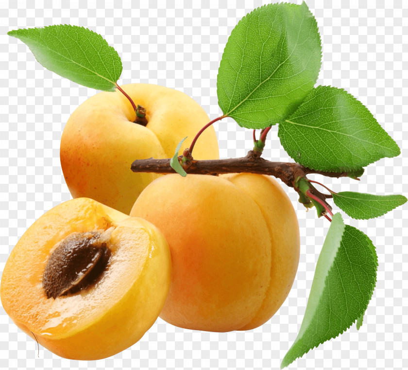 Peach Apricot Fruit Clip Art PNG
