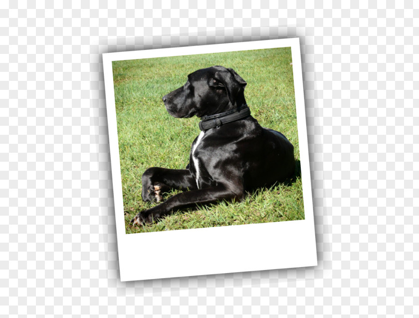 Puppy Labrador Retriever Dog Breed Obedience Training PNG