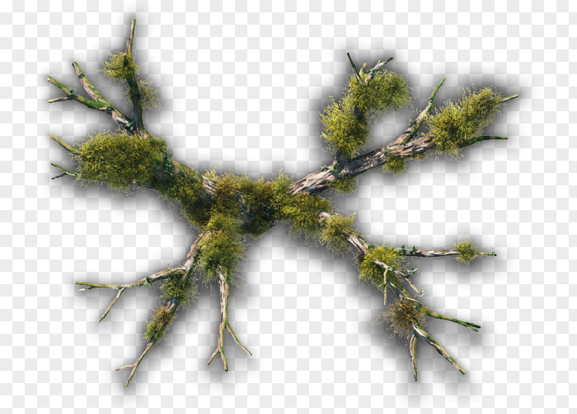 Tree Terrain Twig Swamp Plants PNG