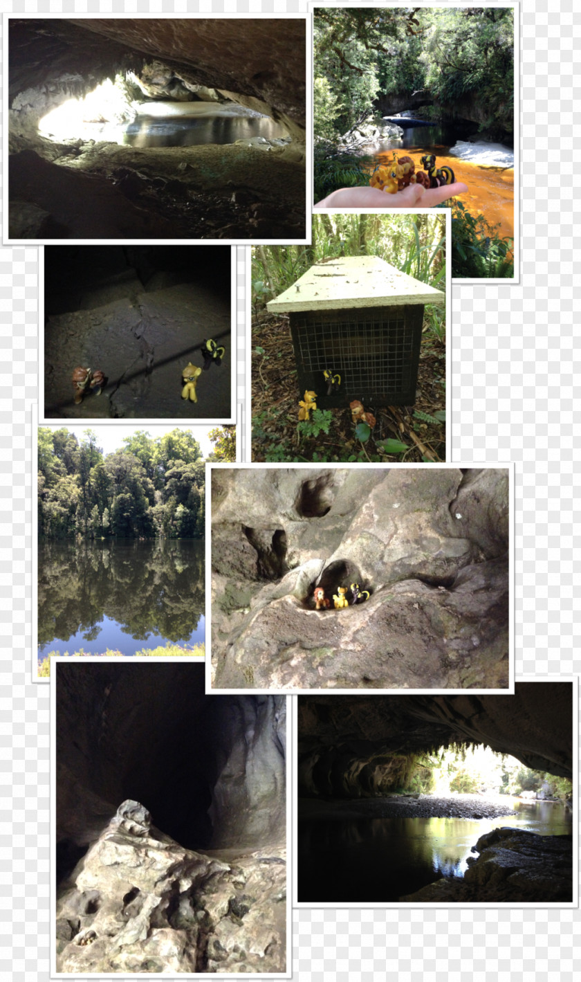 Collage Oparara Basin Arches Water Resources Artist PNG