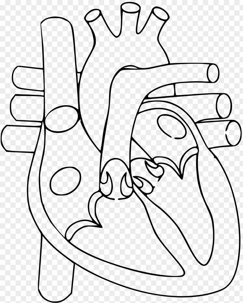 Human Heart Anatomy Diagram Circulatory System Body PNG