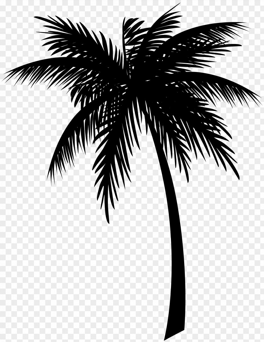 Jamaica Coconut Clip Art Drawing Palm Trees PNG