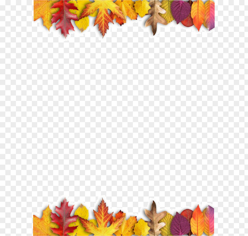 Leaf Ojo Travieso Maple Autumn Leaves PNG