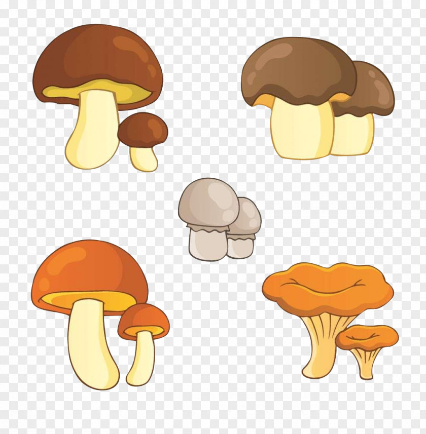 Mushroom Collection Edible Illustration PNG