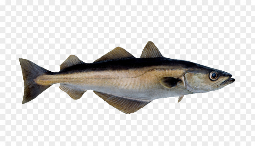 River FISH Sémillon Pollack Pollock Fish Seafood PNG