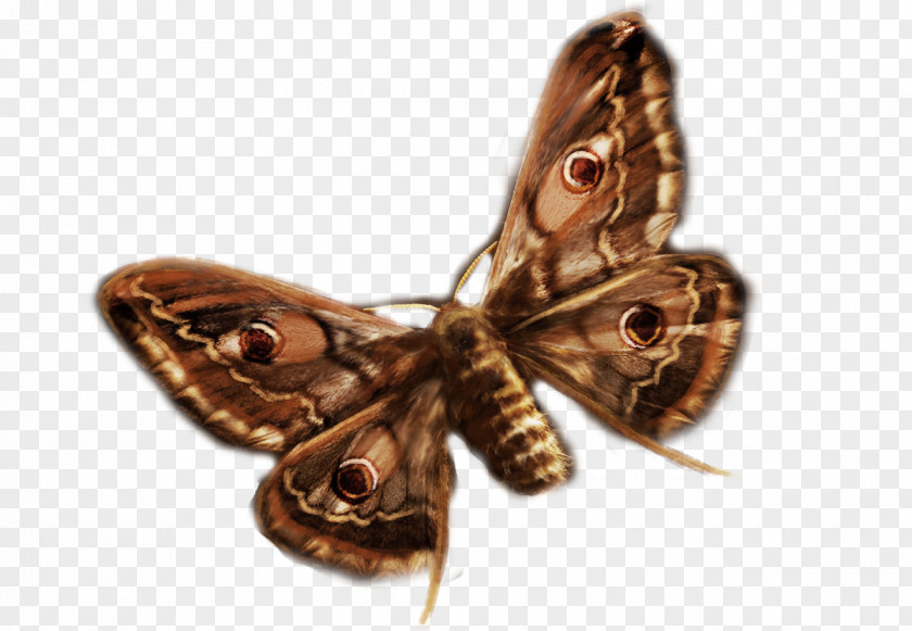 Amber Lyon Moth Shoe PNG
