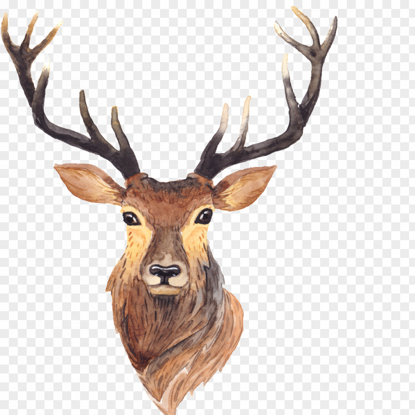 Antlers Red Deer Moose Antler Painting PNG