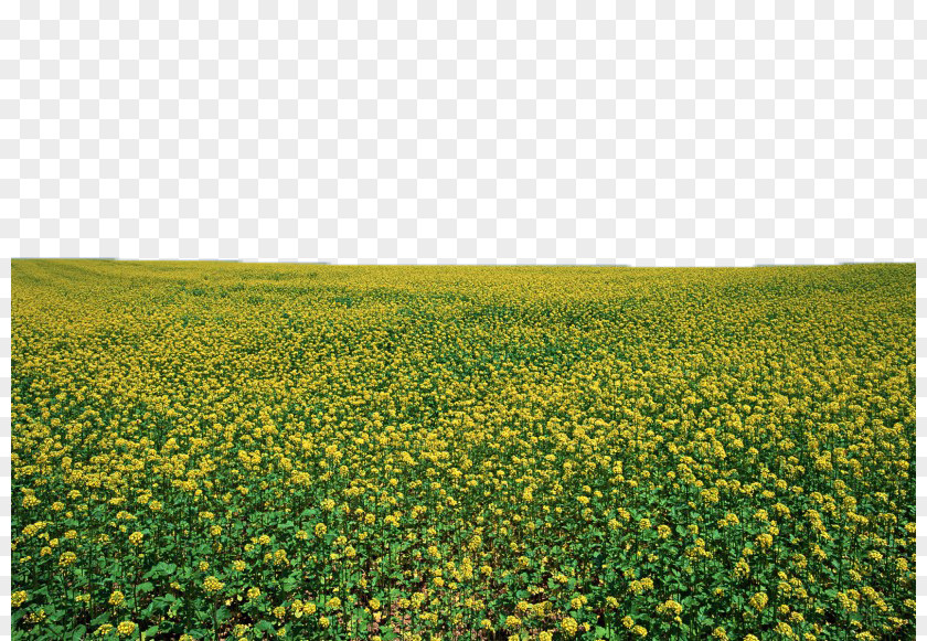 Canola Flower Field Image U6cb9u83dc Photography Blue Wallpaper PNG