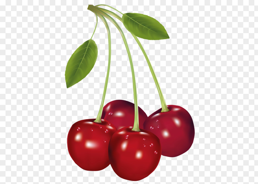 Cherry Barbados Food Clip Art PNG