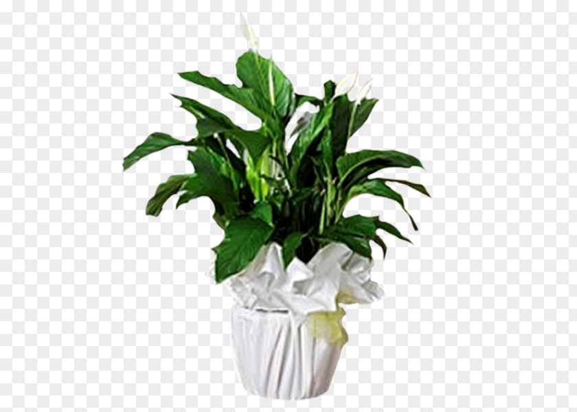 Leaf Olive Evergreen Flowerpot PNG