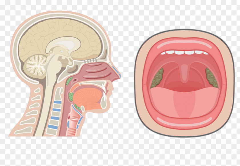 Nose Nasal Cavity Anatomy Of The Human Pharynx Respiratory System PNG
