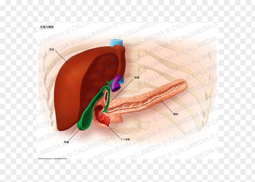 Pancreas Human Anatomy Liver Cancer Metastasis PNG