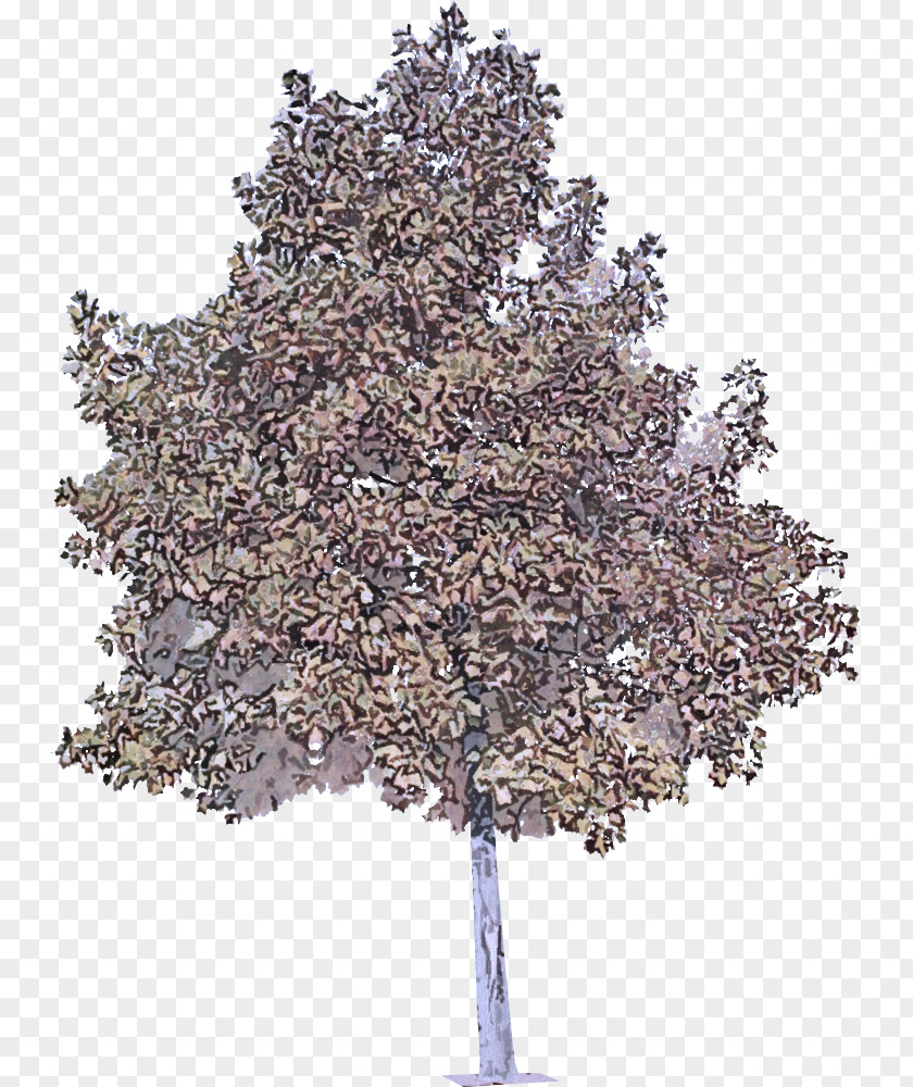 Plane Twig PNG