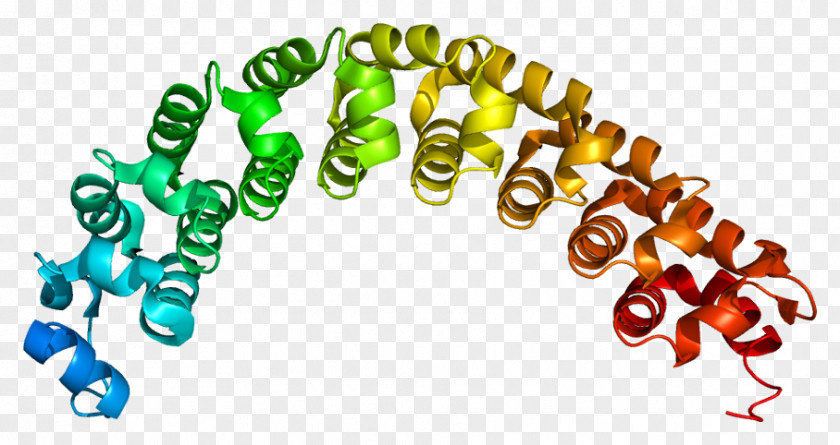 PUM1 CPEB RNA-binding Protein PUM2 PNG