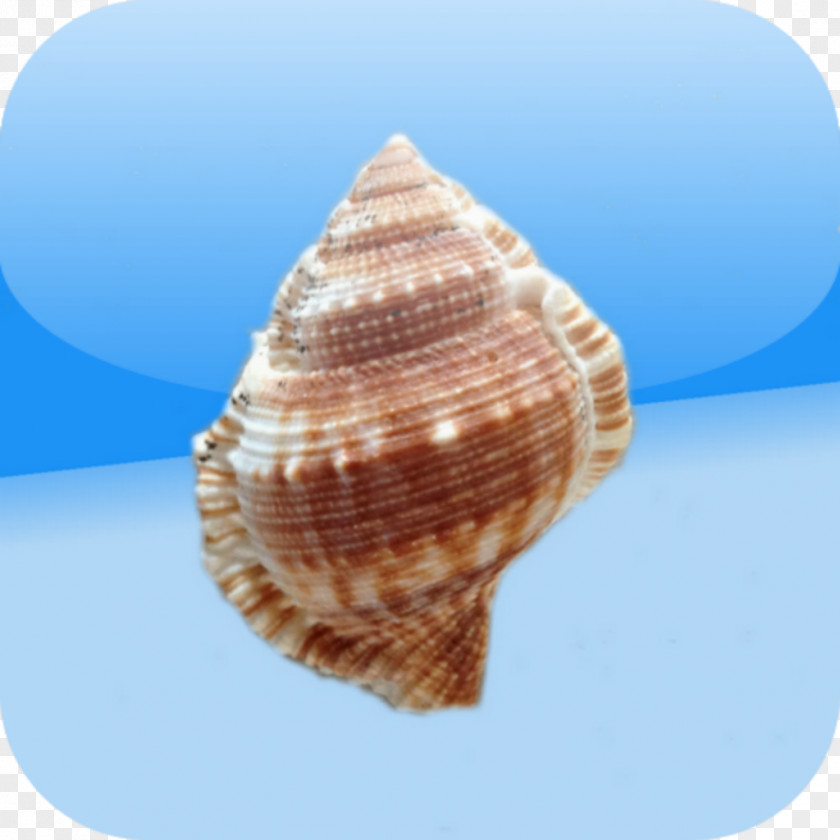Shellfish Shell Cockle Conchology Shankha Scallop PNG