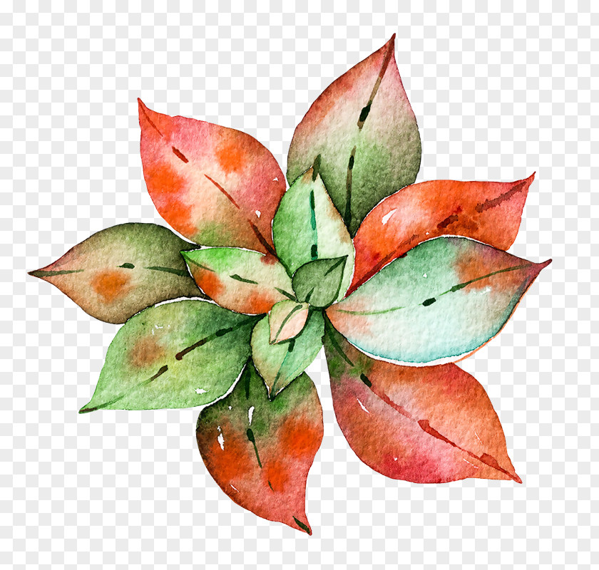 Suculentas Watercolor Painting Succulent Plant Agave Parviflora PNG