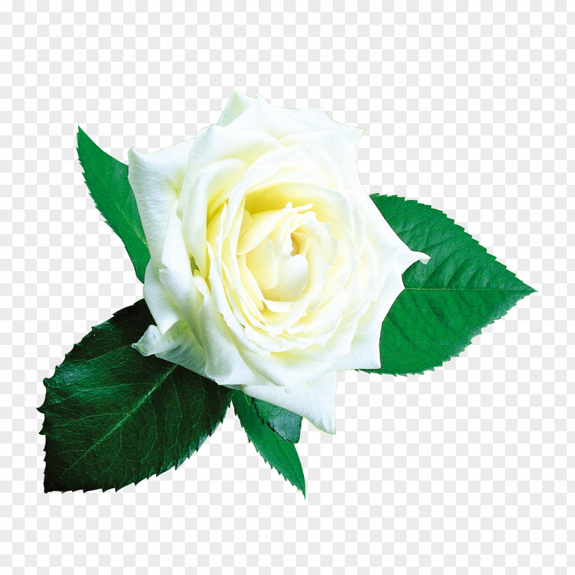 White Roses Beach Rose Garden Flower Centifolia PNG
