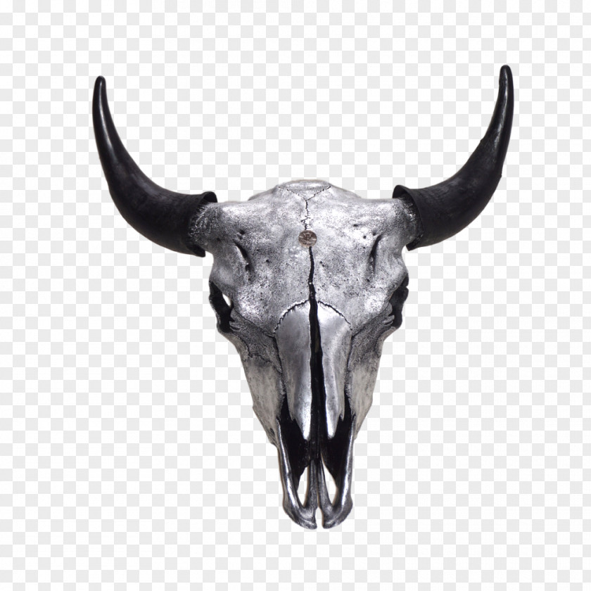 Buffalo Skull Snout PNG