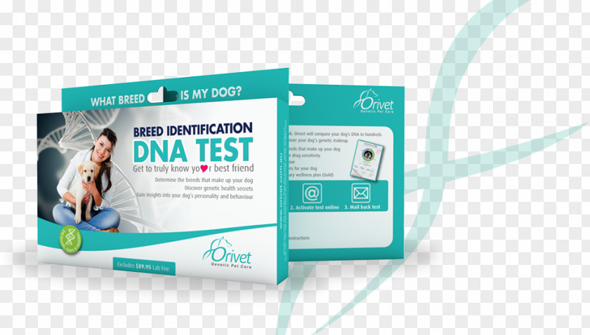 Dna Testing Dog Breed Genetic Genealogical DNA Test PNG