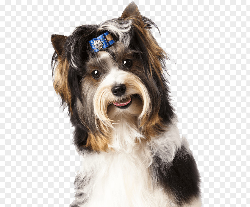 Dog Pet Sitting Puppy Cat PNG