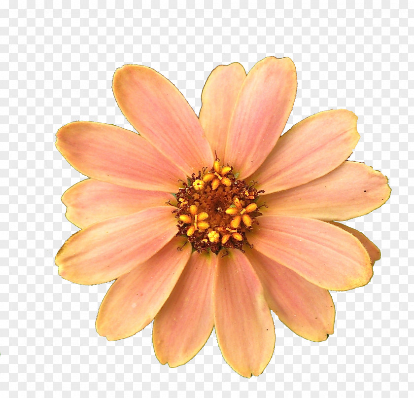 Get Flower Pictures PNG