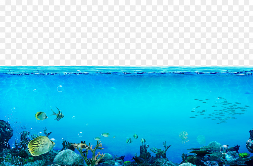 The Underwater World Sea Wallpaper PNG
