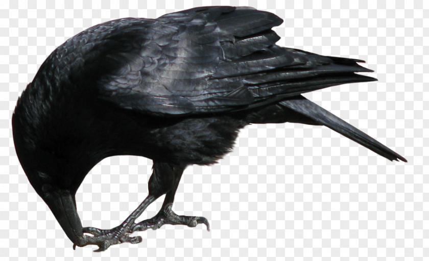 Crow Image Common Raven Clip Art PNG
