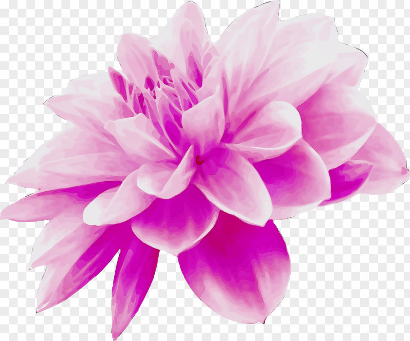 Dahlia Magenta Petal Pink Violet Purple Flower PNG