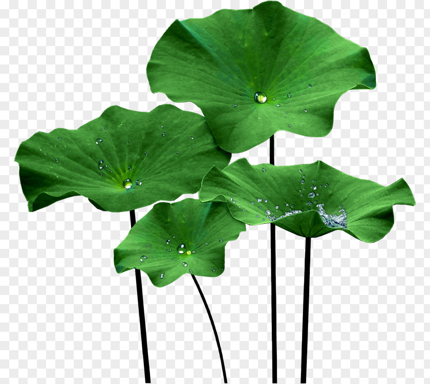 Jelly Nelumbo Nucifera Lotus Effect Leaf Clip Art PNG
