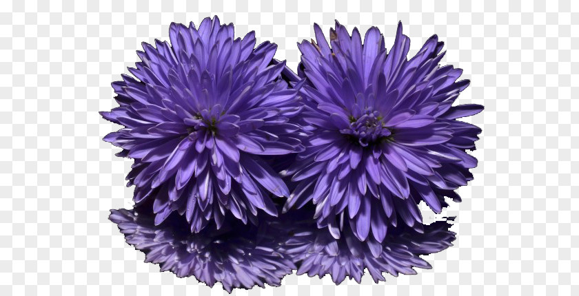 New York Aster Purple Sweet Violet Flower PNG