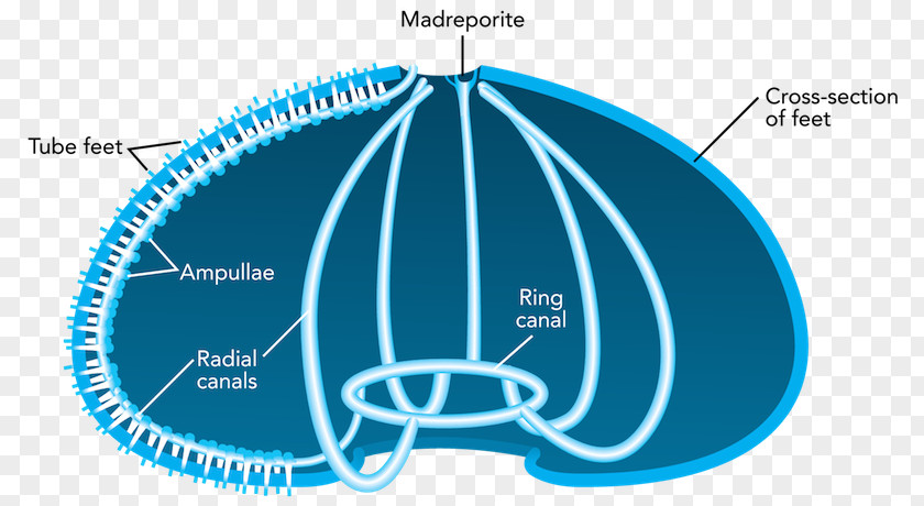 Starfish Sea Urchin Water Vascular System Echinoderm Circulatory PNG