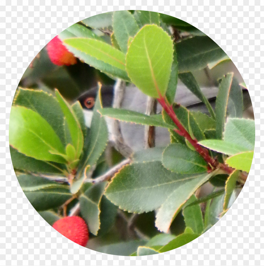 Arbutus Strawberry Tree Arctostaphylos Madroñera Motacillidae PNG