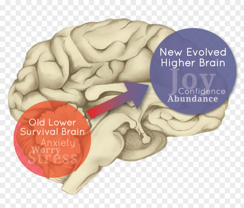 Brain Human Cerebral Hemisphere Evolution Limbic System PNG